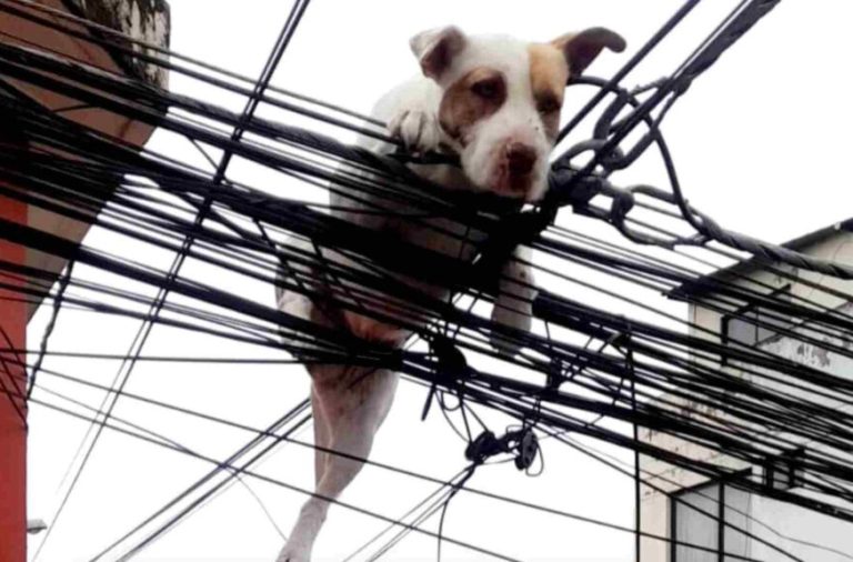 perro atrapado en los cables
