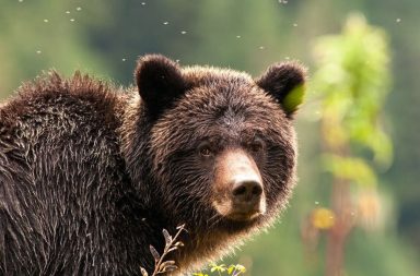 Una familia termina con gusanos en el cerebro por comer carne de oso mal cocinada.