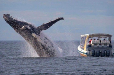 ballenas jorobadas Manabí Puerto López