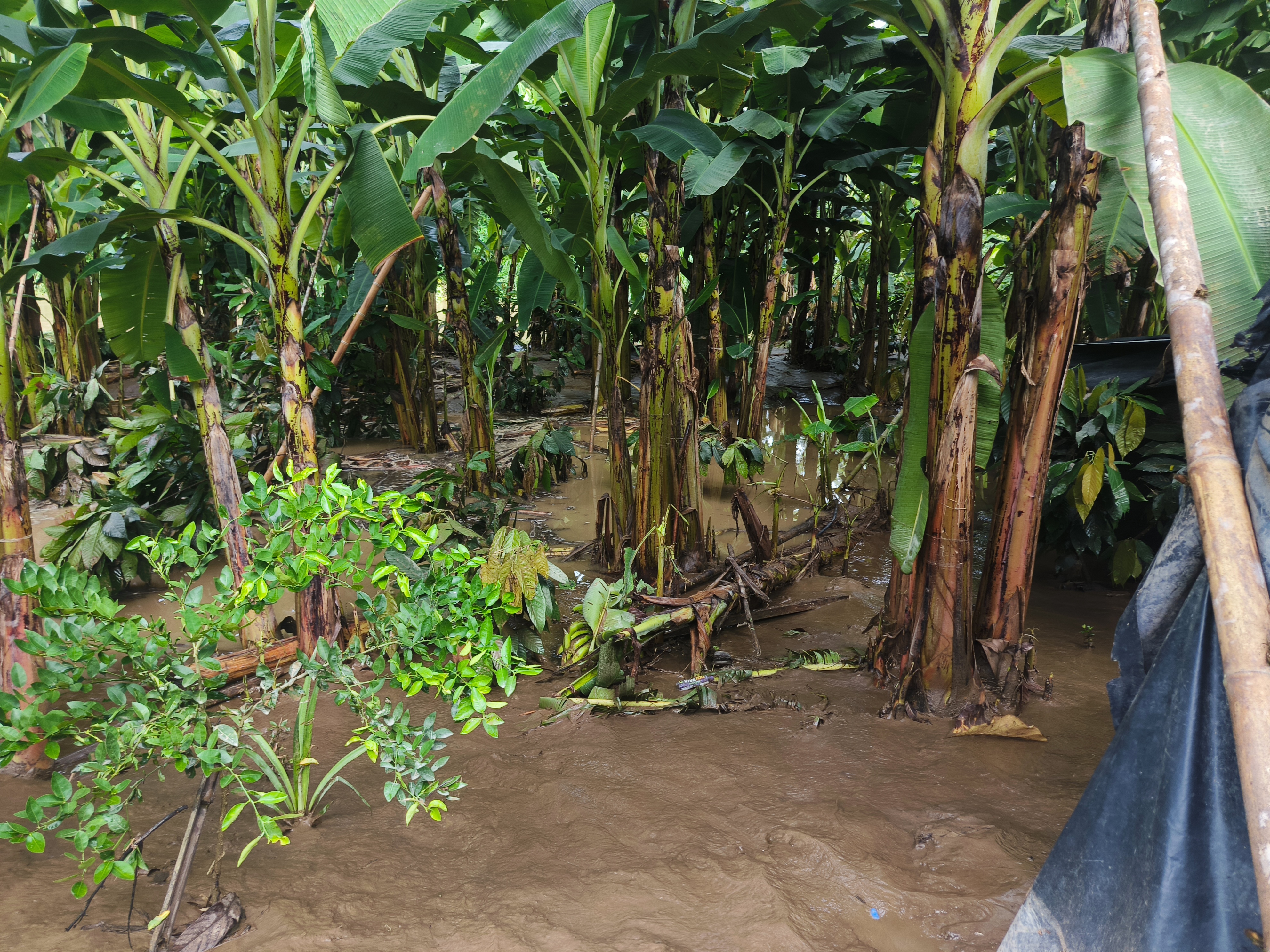 manabí lluvias sufrir invierno cantones