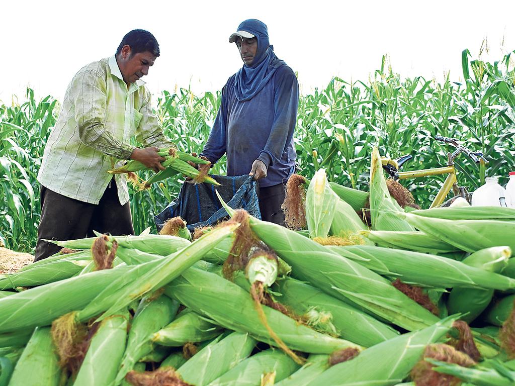 bono decreto agroproductores Manabí