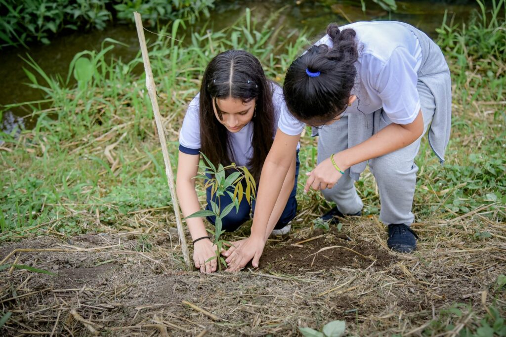 Iniciativa en La Concordia busca regular tala de árboles