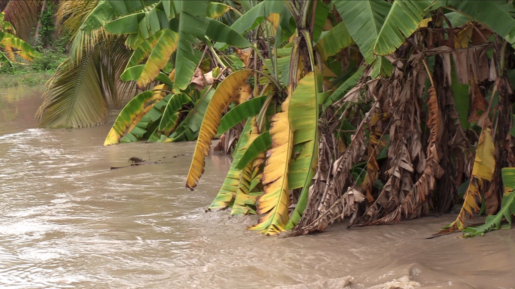Más de 3.550 hectáreas de cultivos perdidas en Manabí deja el invierno