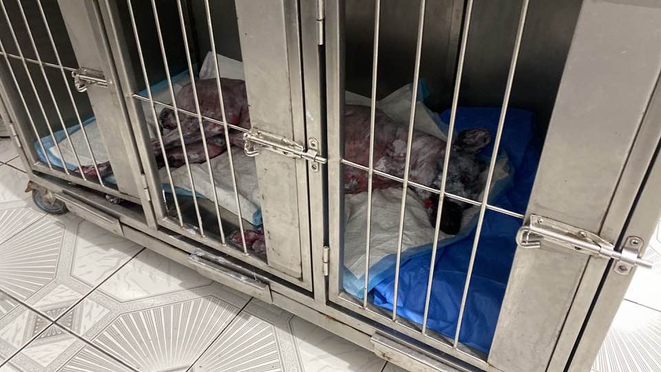 Perro sufre quemaduras graves tras ataque en Quevedo
