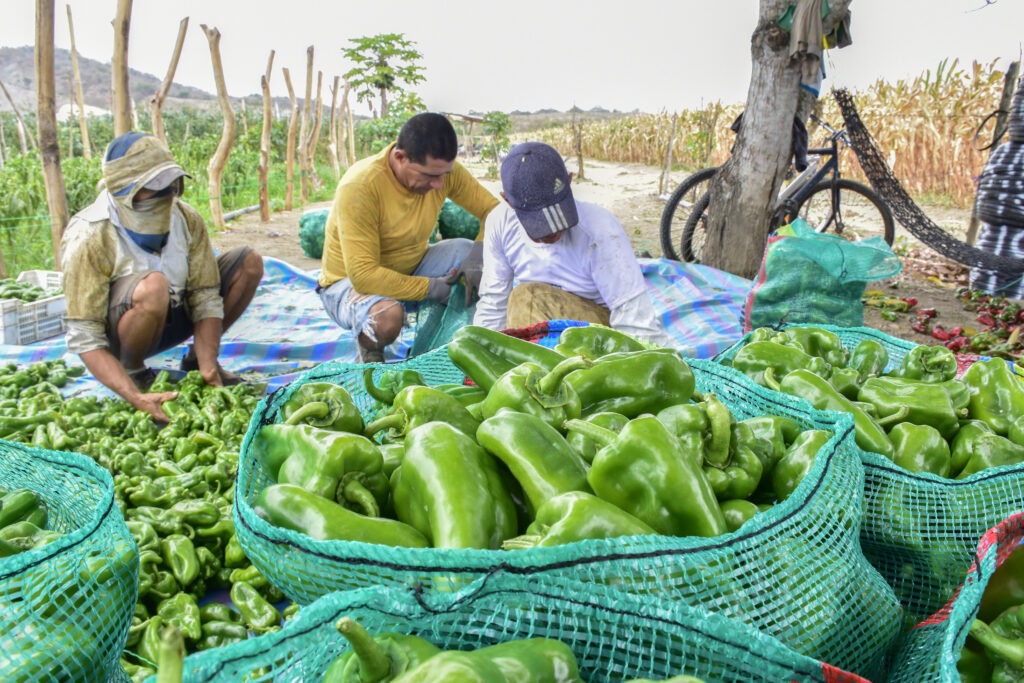 agricultura pimientos manabita