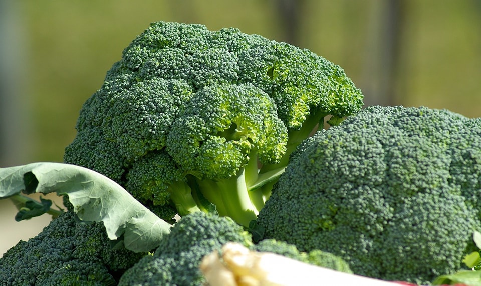 brocoli, aranceles, producción, flores
