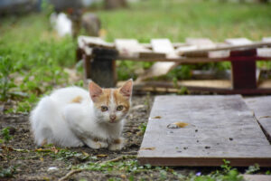 portoviejo animales abandonados