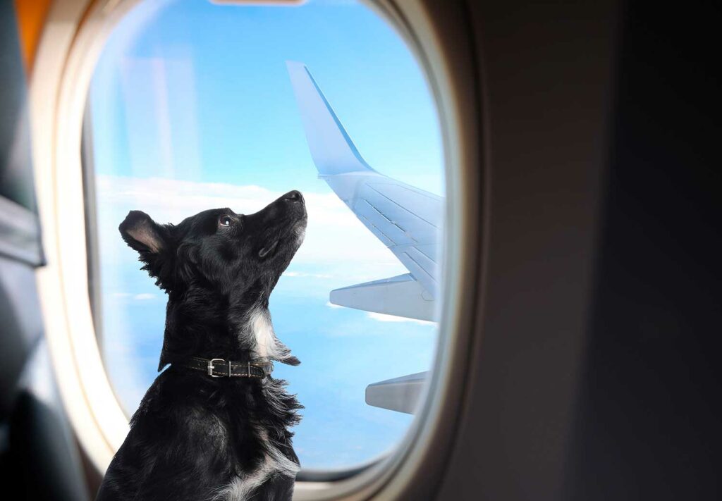 ¿Quieres volar con tu perro? Esto es lo que necesitas saber