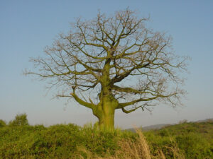 Conozca ocho curiosidades sobre el ceibo, el árbol emblemático de Manabí