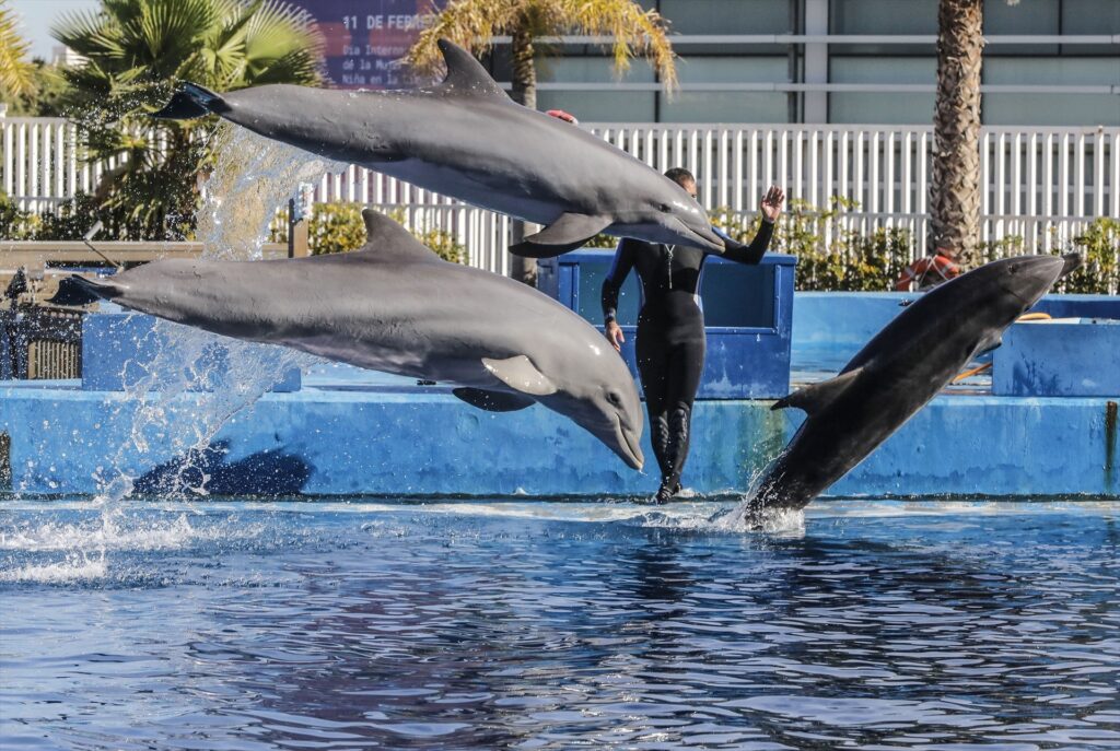 DolphinGemma, la Inteligencia Artificial de Google para descifrar el lenguaje de los delfines