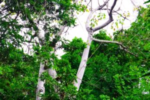 árbol bototillo