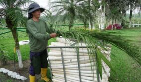 Ecuador lidera el mercado mundial de palmito con el 66 % de participación global, uno de los principales importador es Estados Unidos. Internet.