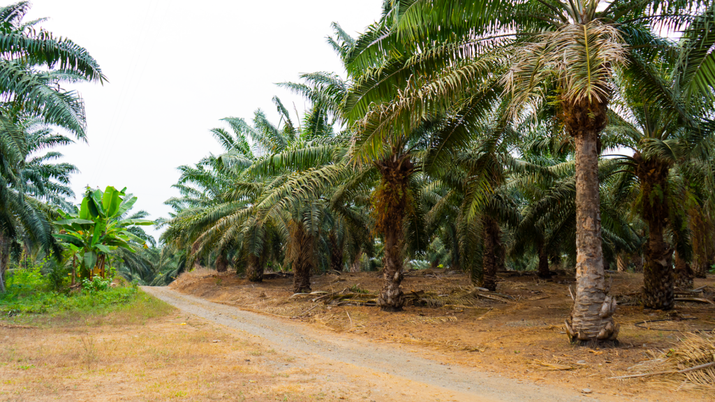 Ecuador reduce brecha en producción de Palma Africana frente a Colombia