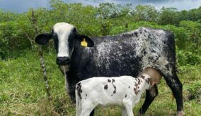El Brangus, la raza ganadera que gana terreno en Santo Domingo de los Tsáchilas