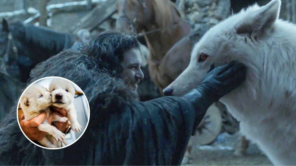 El lobo terrible ¿Cómo era el huargo de 'Juego de Tronos' en la vida real