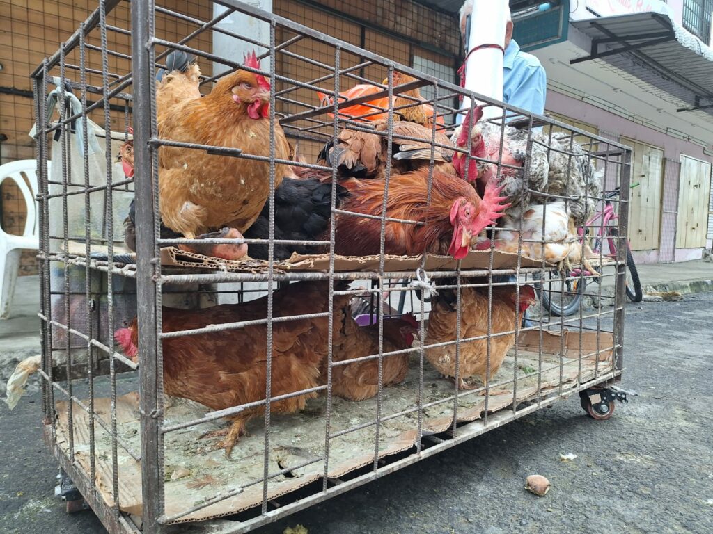 En Manta se mantienen estables los precios de la gallina criolla, pero las ventas siguen bajas