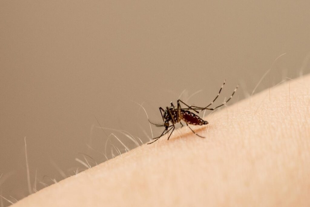 La fiebre amarilla se transmite por la picadura de los mosquitos Aedes aegypti
