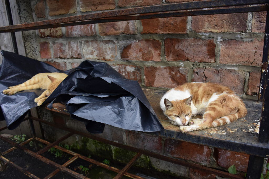 portoviejo animales abandonados maltrato