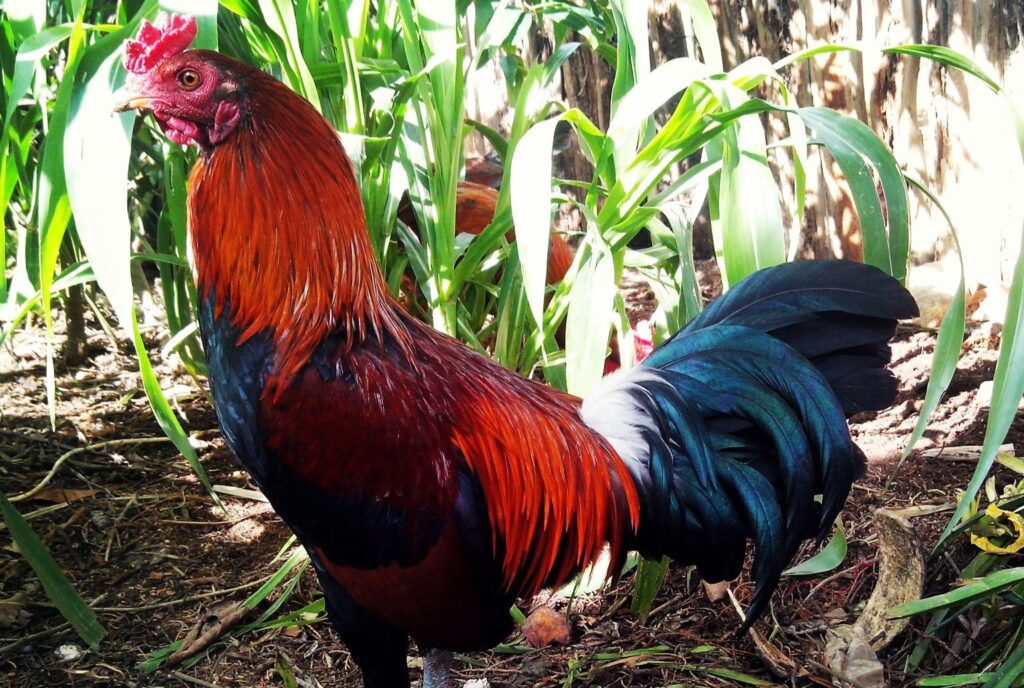 Galleras en República Dominicana: Tradición, negocio y cultura comparadas con Ecuador
