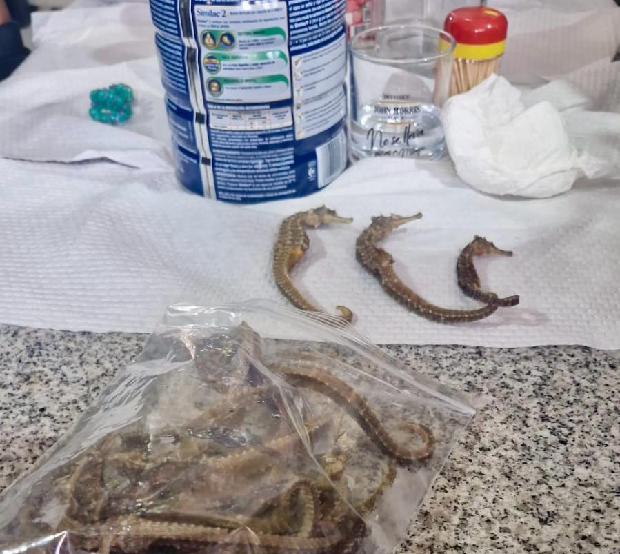 Los caballitos de mar que la Policía incautó en un allanamiento.