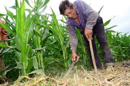 Gobierno anuncia la creación de una reserva estratégica de maíz y de arroz con la que busca frenar la especulación