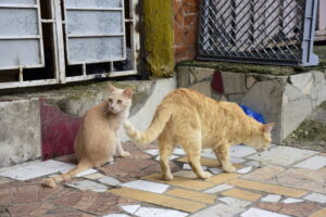 abandono animal gatos portoviejo