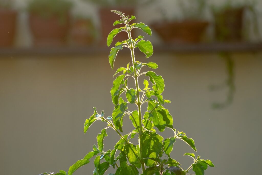 La albahaca, un eficaz repelente natural contra moscas y mosquitos en el hogar