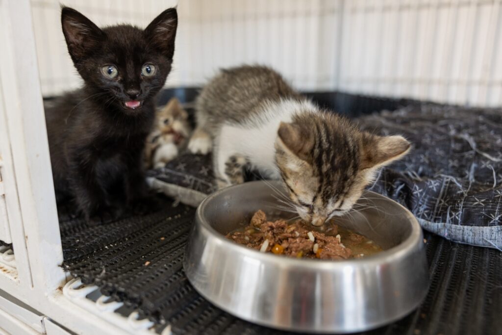 Si tu gato deja un círculo con la comida en el plato te está dejando un mensaje "importante", según un veterinario