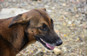 perros abandono animal portoviejo