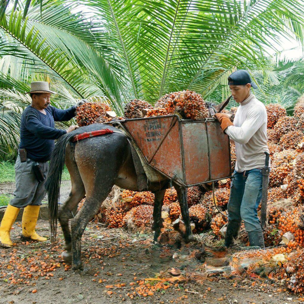 Producción de palma africana cayó más del 80% en cinco años en Santo Domingo