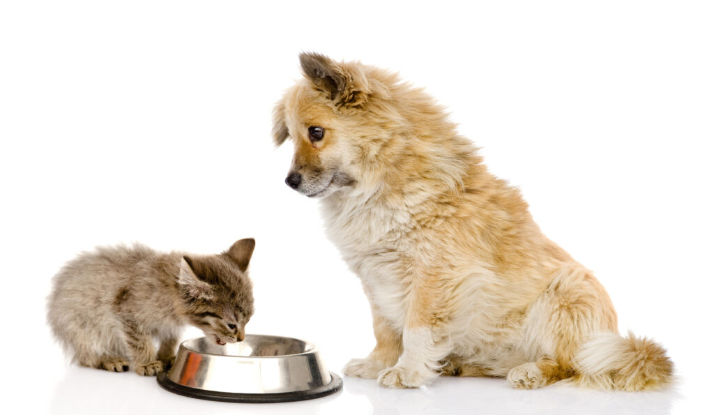 ¿Pueden los gatos comer comida de perro? Esto es lo que pasa