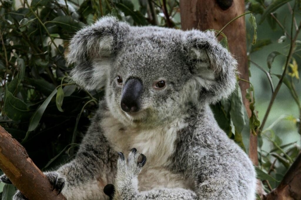 Sacrificio de 750 koalas por francotiradores en Australia genera controversia global
