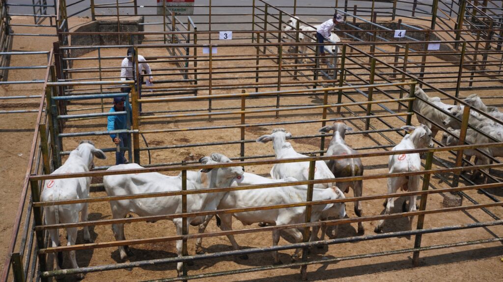 Santo Domingo El 80 % del ganado comercializado en la feria de ASOGAN corresponde a cruces.