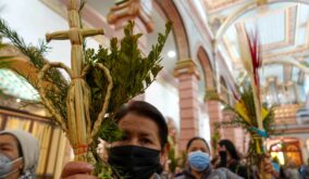 Semana Santa: Ministerio de Ambiente de Ecuador pide a los católicos frenar el uso y la comercialización de la Palma de Cera durante el Domingo de Ramos