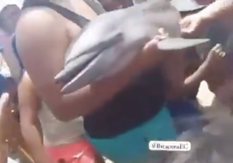 Un pequeño ejemplar de un delfín murió el domingo 27 de abril en el cantón Puerto López, en la provincia de Manabí.