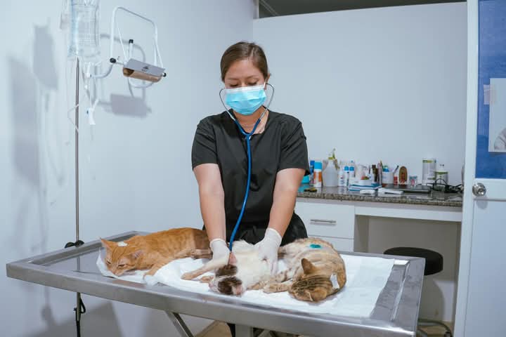 esterilización portoviejo maltrato animal