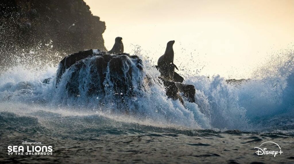 Foto: tomada de Disney+./ Sea Lions of the Galápagos se estrenará el 22 de abril