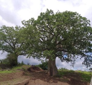 Conozca ocho curiosidades sobre el ceibo, el árbol emblemático de Manabí