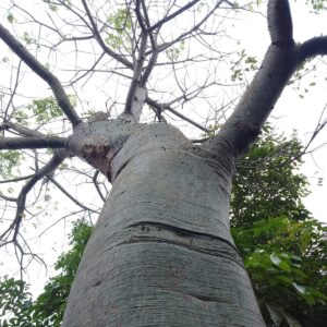 Conozca ocho curiosidades sobre el ceibo, el árbol emblemático de Manabí