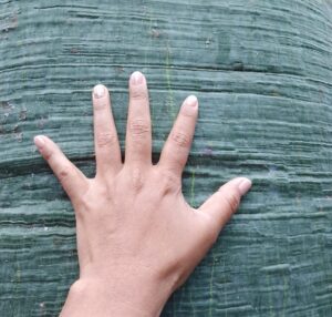 Conozca ocho curiosidades sobre el ceibo, el árbol emblemático de Manabí