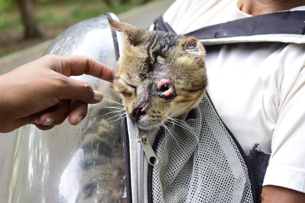 Maltrato y tortura animal: el horror que viven los gatos abandonados en el Parque El Mamey