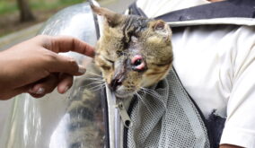 Maltrato y tortura animal: el horror que viven los gatos abandonados en el Parque El Mamey