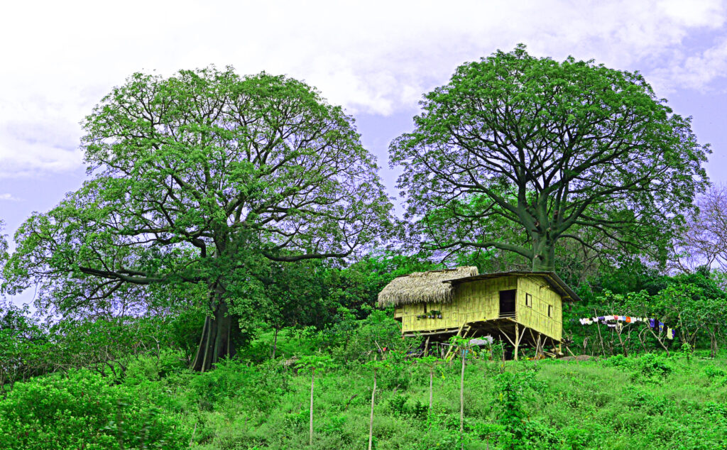 ceibo patrimonio manabí portoviejo