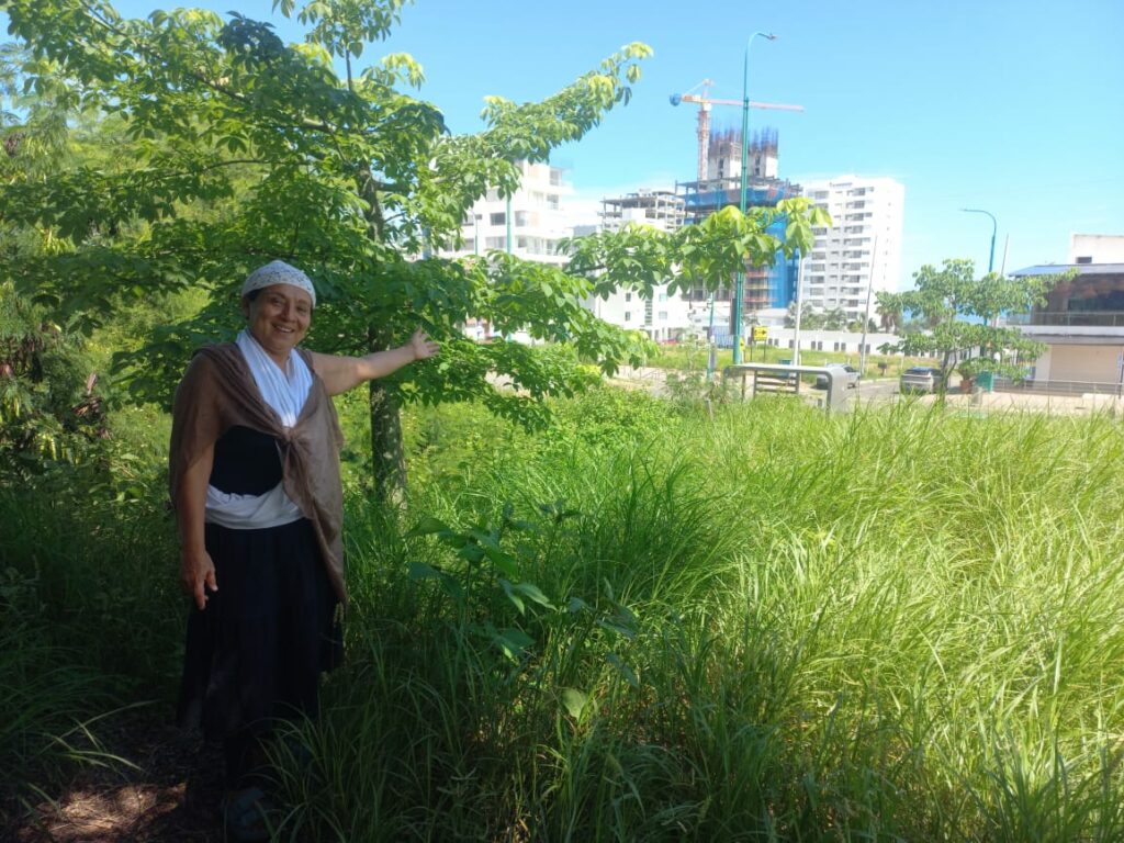 En el centro de artes La Trinchera ya hay 16 árboles de ceibo plantados y se ven frondosos.