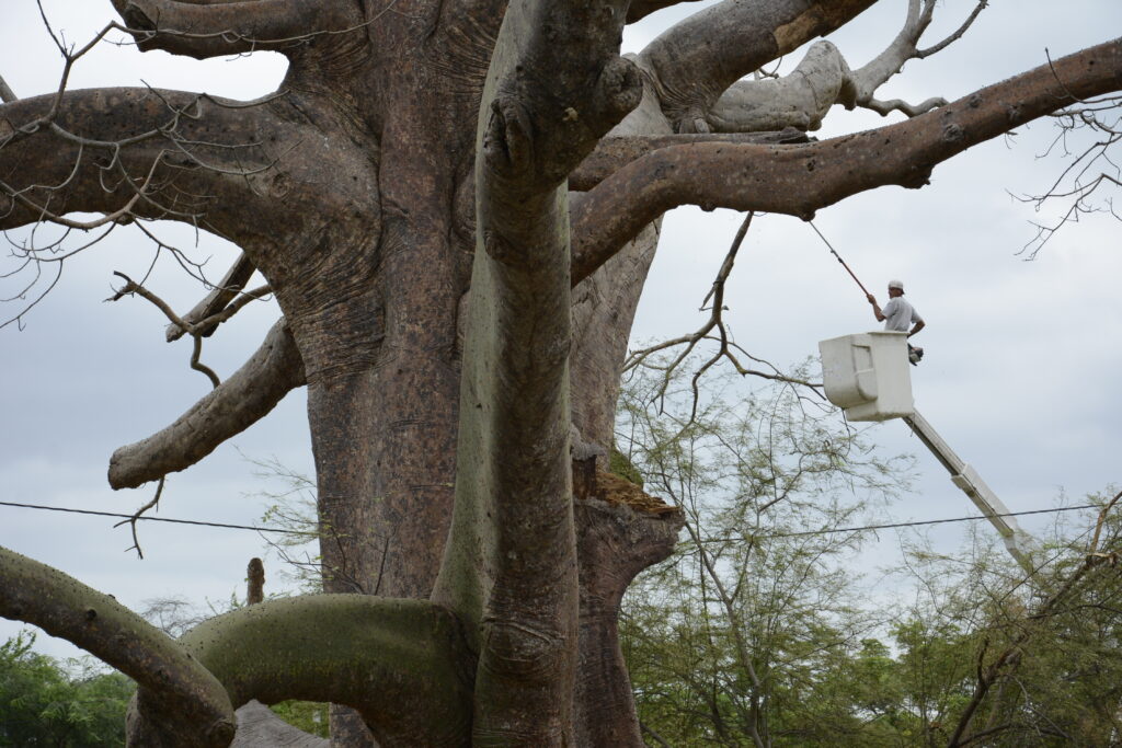 Conozca ocho curiosidades sobre el ceibo, el árbol emblemático de Manabí