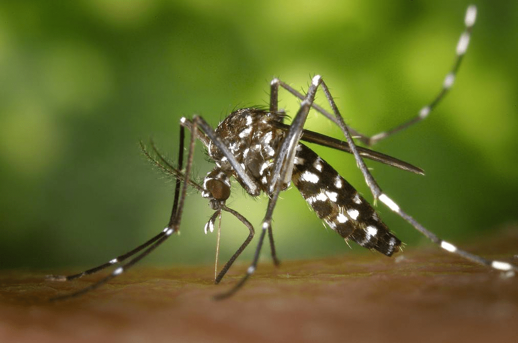 Detectan primer caso de fiebre amarilla en Ecuador y alertan sobre sus síntomas