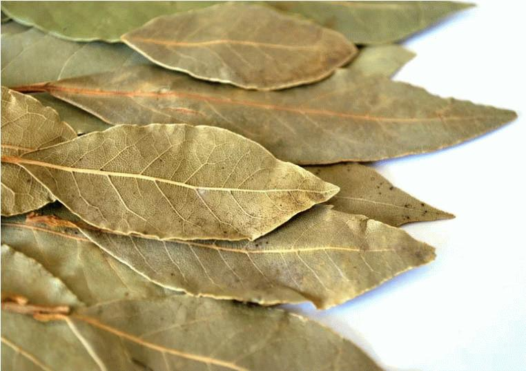 Hojas de Laurel remedio casero contra insectos