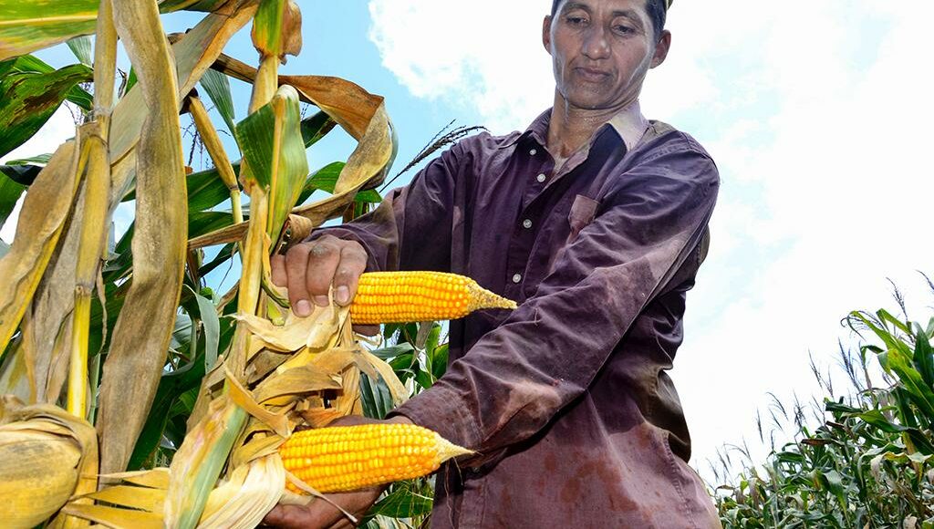 maiz duro produccion precios Manabí
