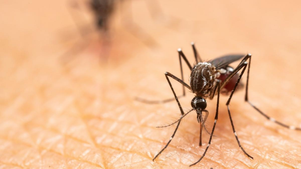 Una trampa casera con agua, azúcar, vinagre y jabón elimina moscas y mosquitos de forma natural