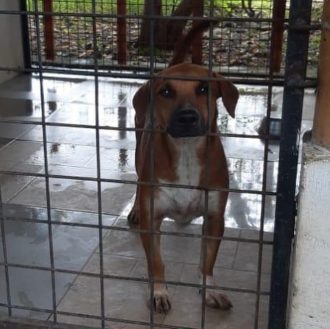Hasta los perros y gatos sufren por las inundaciones en Guayaquil y demás cantones de Guayas.